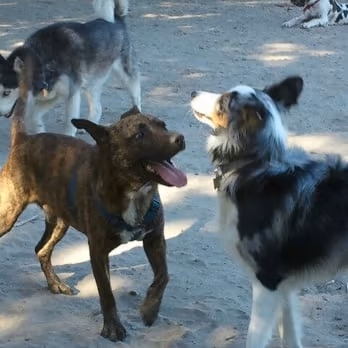 Colonial Greenway Dog Park photo 1